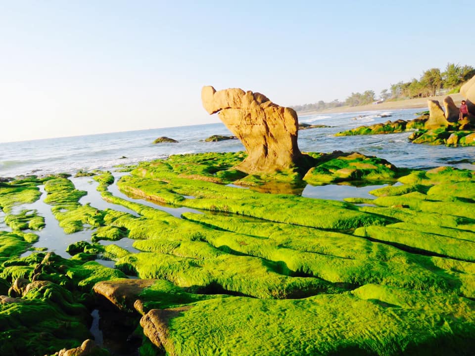 Bãi rêu tại biển Cổ Thạch – Điểm du lịch Bình Thuận nổi tiếng