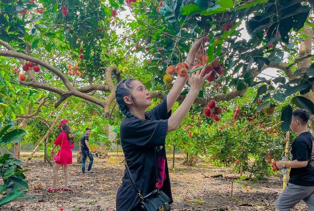 Vườn trái cây Long Khánh thu hút khách du lịch Đồng Nai rất đông